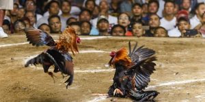 Đá Gà Trực Tiếp Thomo Đỉnh Cao Châu Á 2024 Đá Gà Trực Tiếp Thomo Đỉnh Cao Châu Á 2024