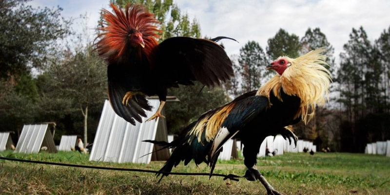 Tham Gia Trực Tiếp Đá Gà C1 Hôm Nay Như Một Dân Chuyên Trực tiếp đá gà c1 hôm nay là gì?