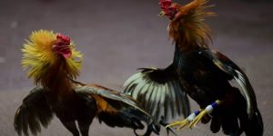 Tham Gia Trực Tiếp Đá Gà C1 Hôm Nay Như Một Dân Chuyên Tham Gia Trực Tiếp Đá Gà C1 Hôm Nay Như Một Dân Chuyên