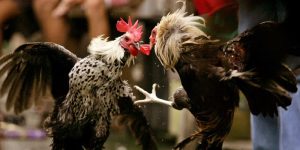 Cá Cược Đá Gà Trực Tiếp C4 Đơn Giản, Hiệu Quả Tại Ww88 Cá Cược Đá Gà Trực Tiếp C4 Đơn Giản, Hiệu Quả Tại Ww88