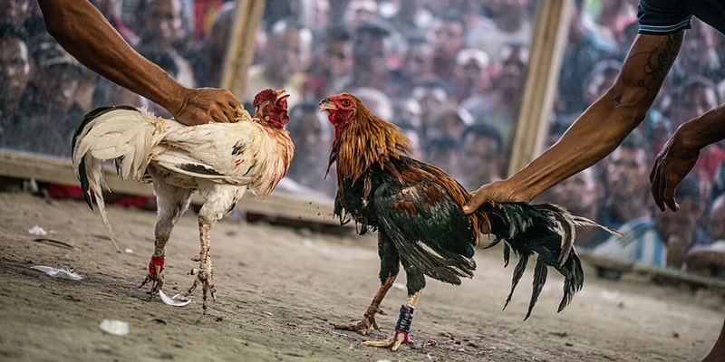 Cá Cược Đá Gà Trực Tiếp C4 Đơn Giản, Hiệu Quả Tại Ww88 Cách cá cược đá gà trực tiếp C4 hiệu quả