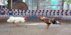 Khám Phá Hình Thức Đá Gà Tre Kịch Tính, Thú Vị Nhất 2025 Khám Phá Hình Thức Đá Gà Tre Kịch Tính, Thú Vị Nhất 2025