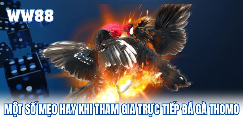 Trực Tiếp Đá Gà Thomo Hình Thức Giải Trí Đặc Sắc Tại WW88 Một số mẹo hay khi tham gia trực tiếp đá gà Thomo